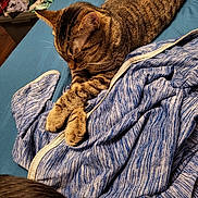 Toot joined the competition — help win amazing prizes! animal, bedroom, blue_bedspread, blue_jacket, cat, clothes, cozy, fabric, feline, indoor, laundry_basket, napping, paws, pet, relaxed, resting, sleeping, striped_fur, tabby_cat, warm_lighting