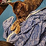 animal, bedroom, blue_bedspread, blue_jacket, cat, clothes, cozy, fabric, feline, indoor, laundry_basket, napping, paws, pet, relaxed, resting, sleeping, striped_fur, tabby_cat, warm_lighting