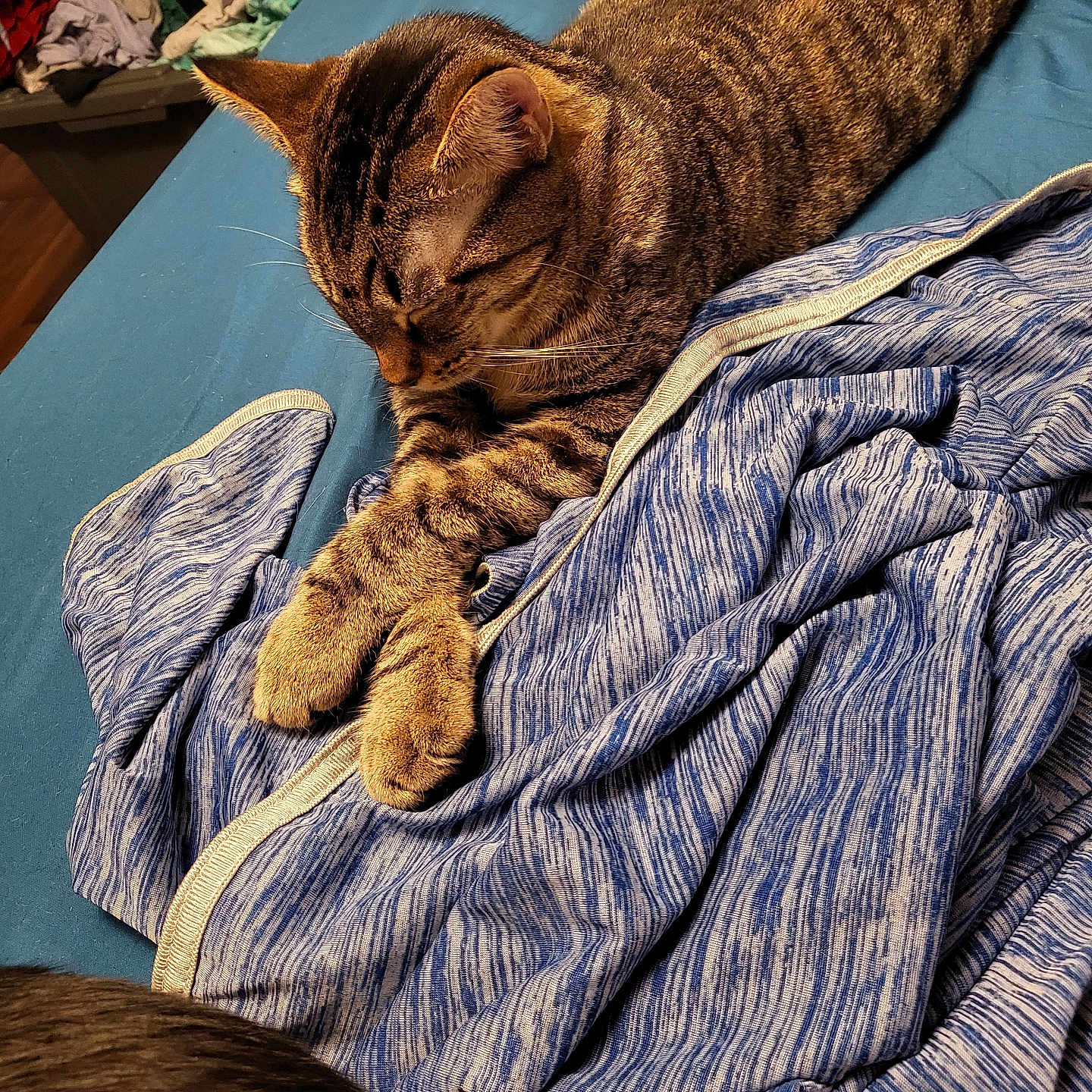 Toot joined the competition — help win amazing prizes! animal, bedroom, blue_bedspread, blue_jacket, cat, clothes, cozy, fabric, feline, indoor, laundry_basket, napping, paws, pet, relaxed, resting, sleeping, striped_fur, tabby_cat, warm_lighting