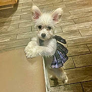 Bunny is registered to the contest to win money with this photo: puppy, dog, white_dog, small_dog, plaid_skirt, pet_clothing, indoor, wood_floor, chair, furniture, cute, pet, curious, ears, fur, animal, domestic_animal, standing, front_paws, looking