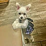 puppy, dog, white_dog, small_dog, plaid_skirt, pet_clothing, indoor, wood_floor, chair, furniture, cute, pet, curious, ears, fur, animal, domestic_animal, standing, front_paws, looking