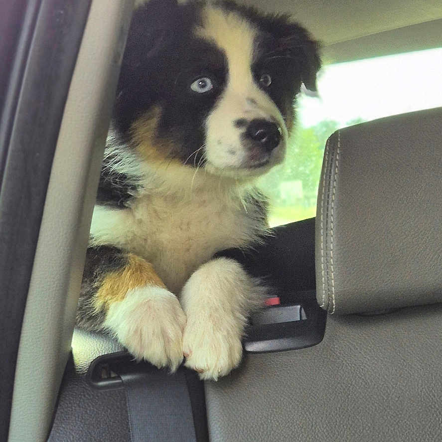 April participe au concours pour gagner de l'argent avec cette photo : animal, backseat, black_and_white, blue_eyes, car_interior, curious, cute, daylight, dog, domestic_animal, fur, headrest, leather_seat, looking_out, pet, puppy, seatbelt, tan_markings, window, young_dog