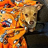 Chief is registered to the contest to win money with this photo: dog, chihuahua, pet, animal, face, eyes, ears, portrait, blanket, orange_blanket, couch, indoors, cozy, cute, small_dog, brown_fur, white_chest, sitting, relaxed, home