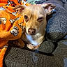 Chief is registered to the contest to win money with this photo: dog, small_dog, tan_dog, pet, animal, portrait, close_up, indoors, couch, cushion, blanket, orange_blanket, gray_fabric, cozy, sitting, lying_down, floppy_ears, brown_eyes, home, cute