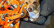 Chief joined the competition — help win amazing prizes! dog, puppy, chihuahua, pet, animal, face, eyes, ears, snout, white_chest, blanket, orange_blanket, snoopy, couch, cushion, indoors, cozy, sleeping, portrait, cute
