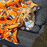 dog, puppy, chihuahua, pet, animal, face, eyes, ears, snout, white_chest, blanket, orange_blanket, snoopy, couch, cushion, indoors, cozy, sleeping, portrait, cute