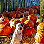 Stella is registered to the contest to win money with this photo: dog, pumpkin, orange, straw, tree, fence, outdoor, sunlight, fall, autumn, pet, animal, nature, leafy_background, collar, leash, sitting, garden, daytime, cute