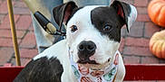 Stella joined the competition — help win amazing prizes! dog, black_and_white, bandana, pumpkin_pattern, leash, red_wagon, ripped_jeans, person, brick_pavement, pumpkins, outdoor, pet, sitting, autumn, fall, canine, closeup, portrait, animal, cute