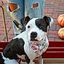 dog, black_and_white, bandana, pumpkin_pattern, leash, red_wagon, ripped_jeans, person, brick_pavement, pumpkins, outdoor, pet, sitting, autumn, fall, canine, closeup, portrait, animal, cute