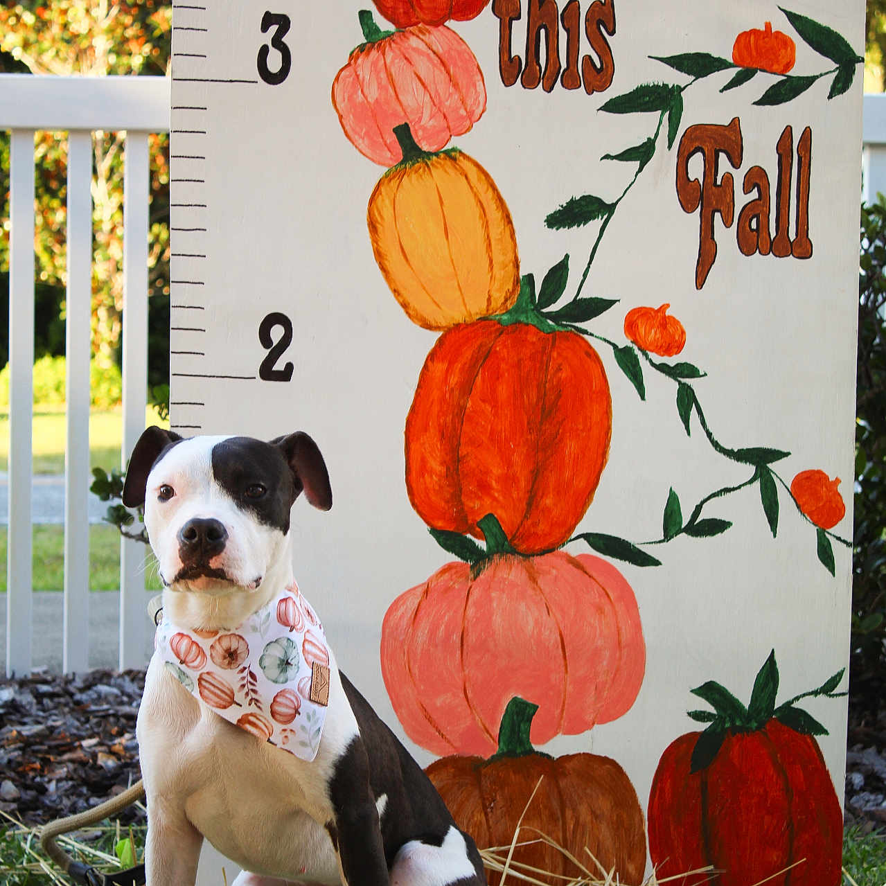 Stella joined the competition — help win amazing prizes! animal, autumn, bandana, black_and_white, decor, dog, fall, fence, festive, grass, hay, height_chart, leafy_vines, outdoor, painting, pet, portrait, pumpkins, seasonal, sitting