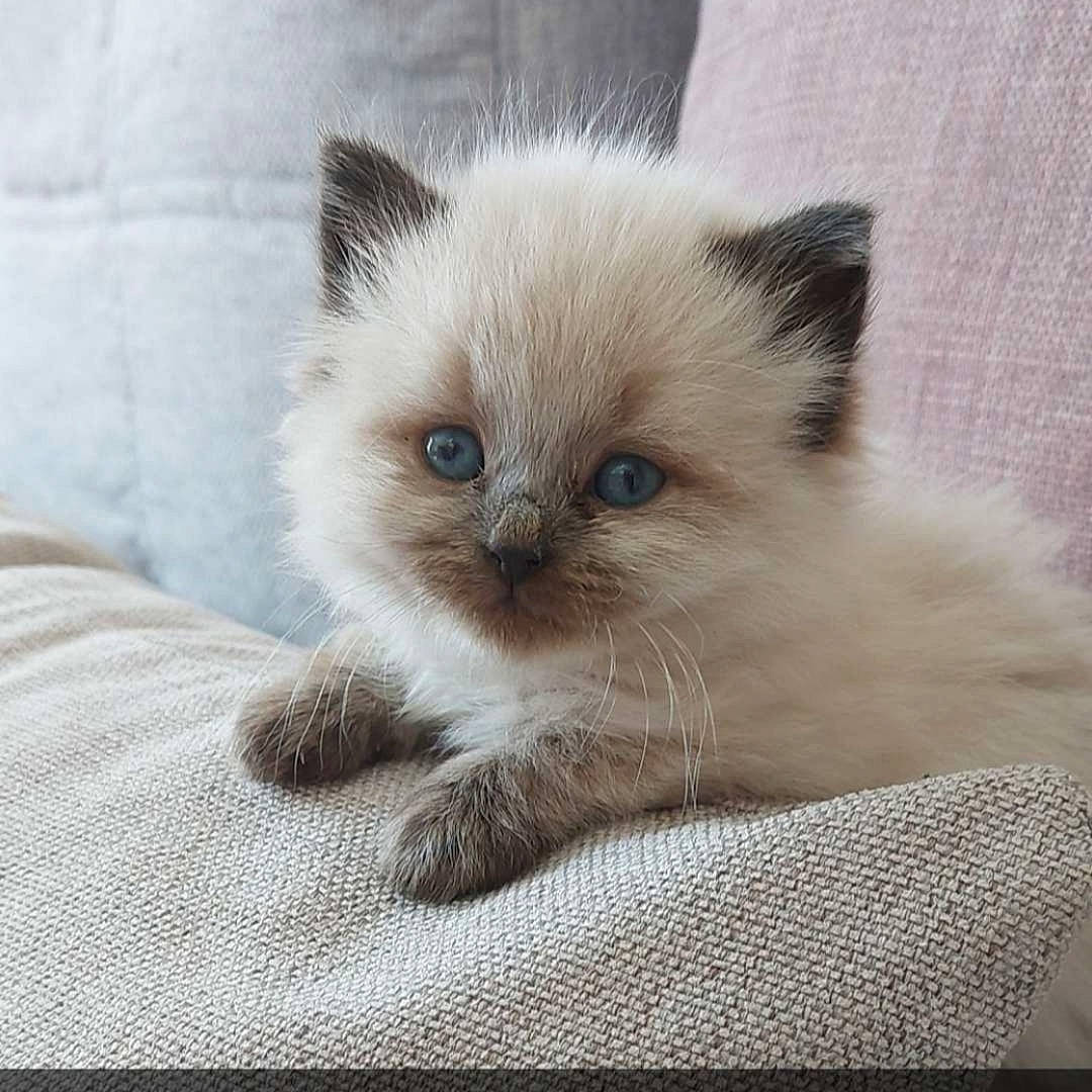 Pandora a rejoint le concours — aidez-le/la à gagner de superbes lots ! balinese, birman, carnivore, cat, claw, comfort, fawn, felidae, fur, hair, iris, paw, ragdoll, siamese, small_to_medium_sized_cats, tail, terrestrial_animal, whiskers