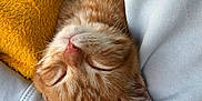 Ampere participe au concours pour gagner de l'argent avec cette photo : animal, blue_sweatshirt, close_up, closed_eyes, comfort, cozy, cute, domestic_cat, fur, ginger_cat, indoor, kitten, nap, pet, resting, sleeping, snuggling, soft_texture, warm, yellow_blanket