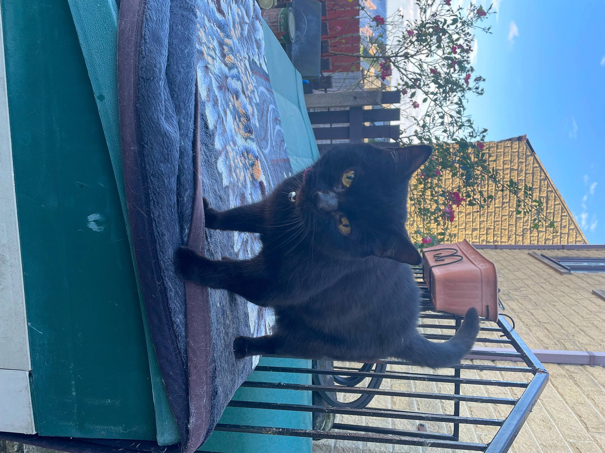 Jet is registered to the contest to win money with this photo: art, azure, blue, building, carnivore, dress, electric_blue, facade, felidae, leisure, roof, sky, small_to_medium_sized_cats, tail, tints_and_shades, tree, wall, window, winter, wood