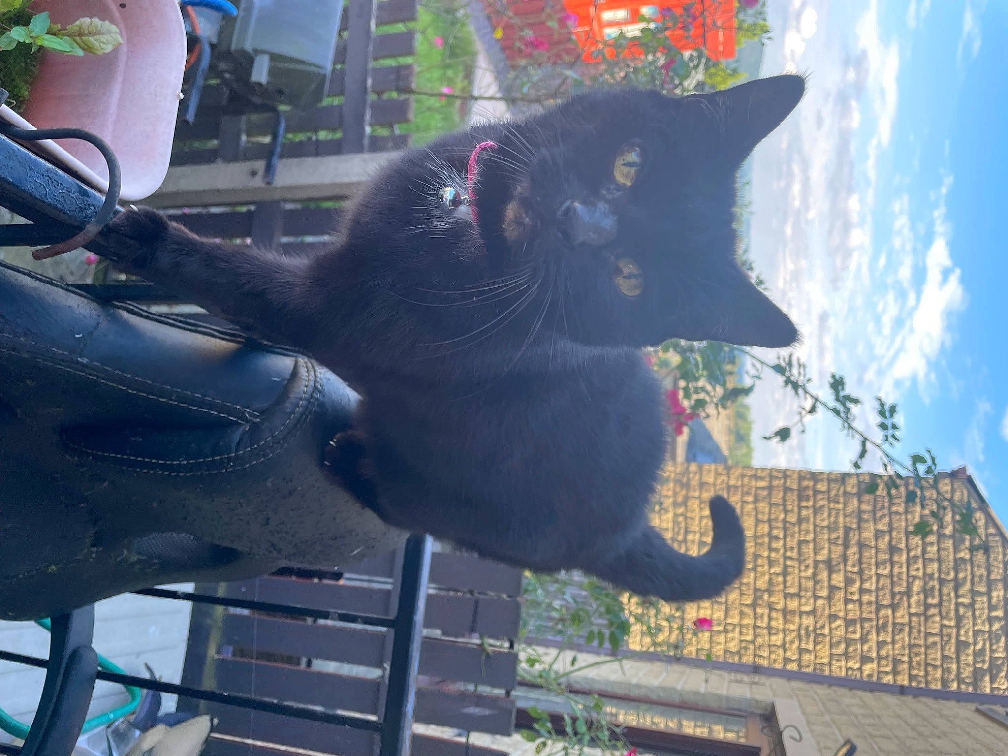 Jet joined the competition — help win amazing prizes! black_cat, bombay, carmine, carnivore, cat, cloud, domestic_short_haired_cat, felidae, fur, grass, grey, light, plant, sky, small_to_medium_sized_cats, snout, tail, tree, whiskers, window