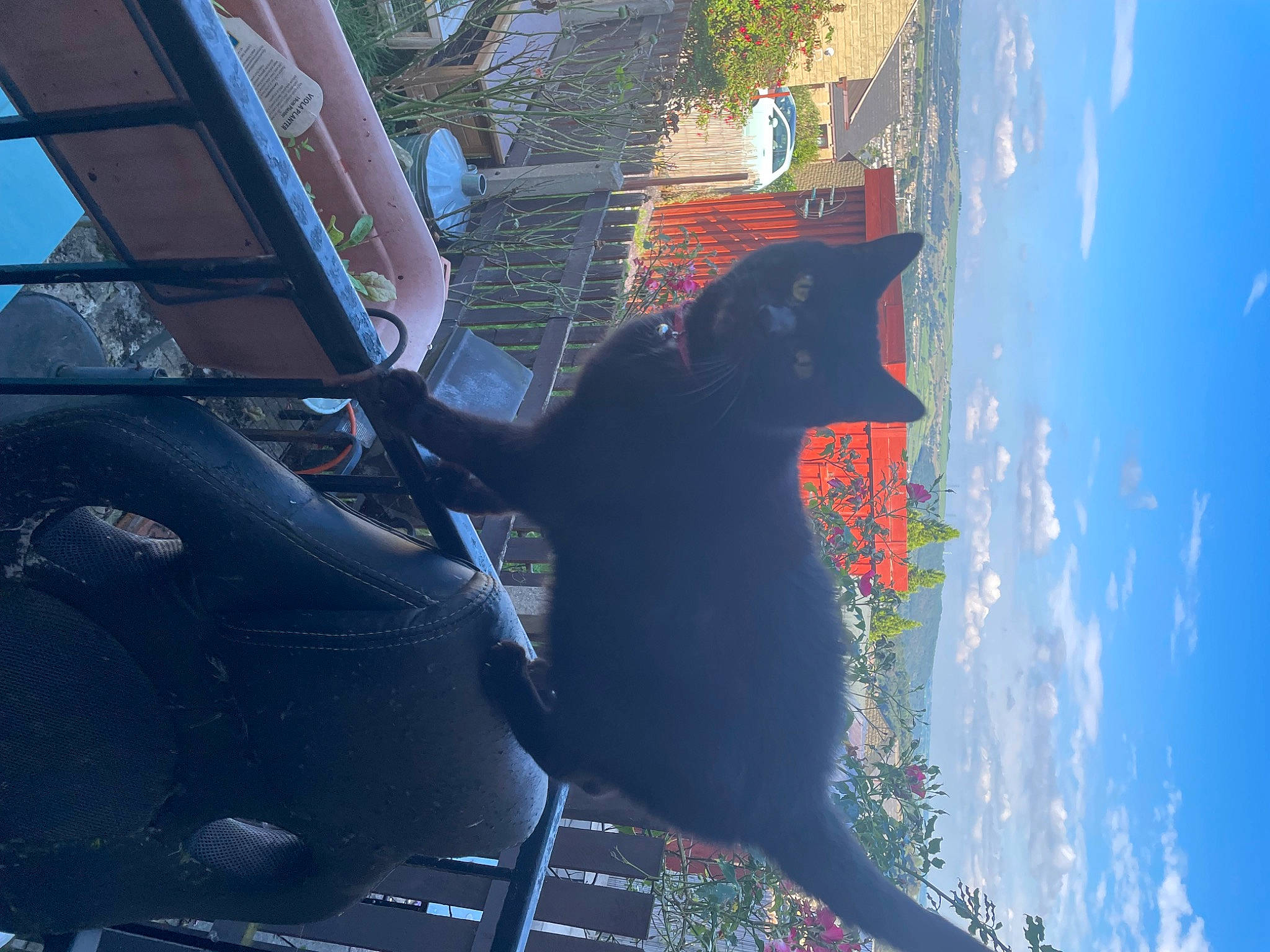 Jet is registered to the contest to win money with this photo: art, azure, building, carnivore, electric_blue, felidae, house, plant, reflection, sculpture, sky, small_to_medium_sized_cats, statue, tail, tints_and_shades, tree, visual_arts, water, window, world
