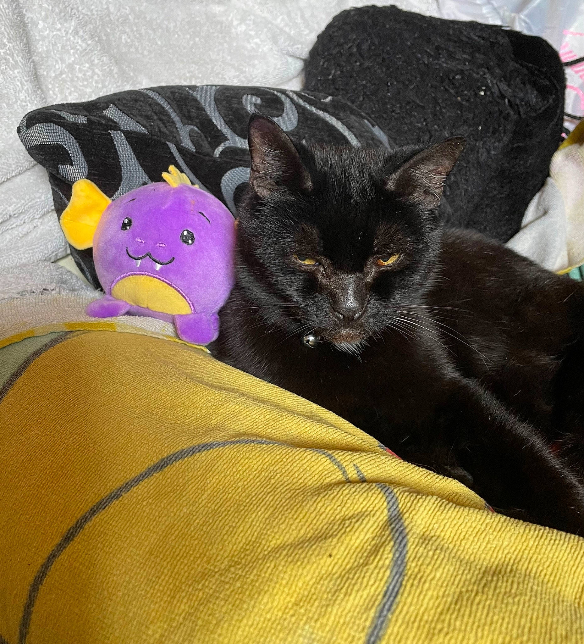 Jet is registered to the contest to win money with this photo: black_cat, bombay, carnivore, cat, cat_bed, claw, comfort, couch, domestic_short_haired_cat, felidae, fur, grey, hat, linens, nap, paw, small_to_medium_sized_cats, studio_couch, tail, whiskers