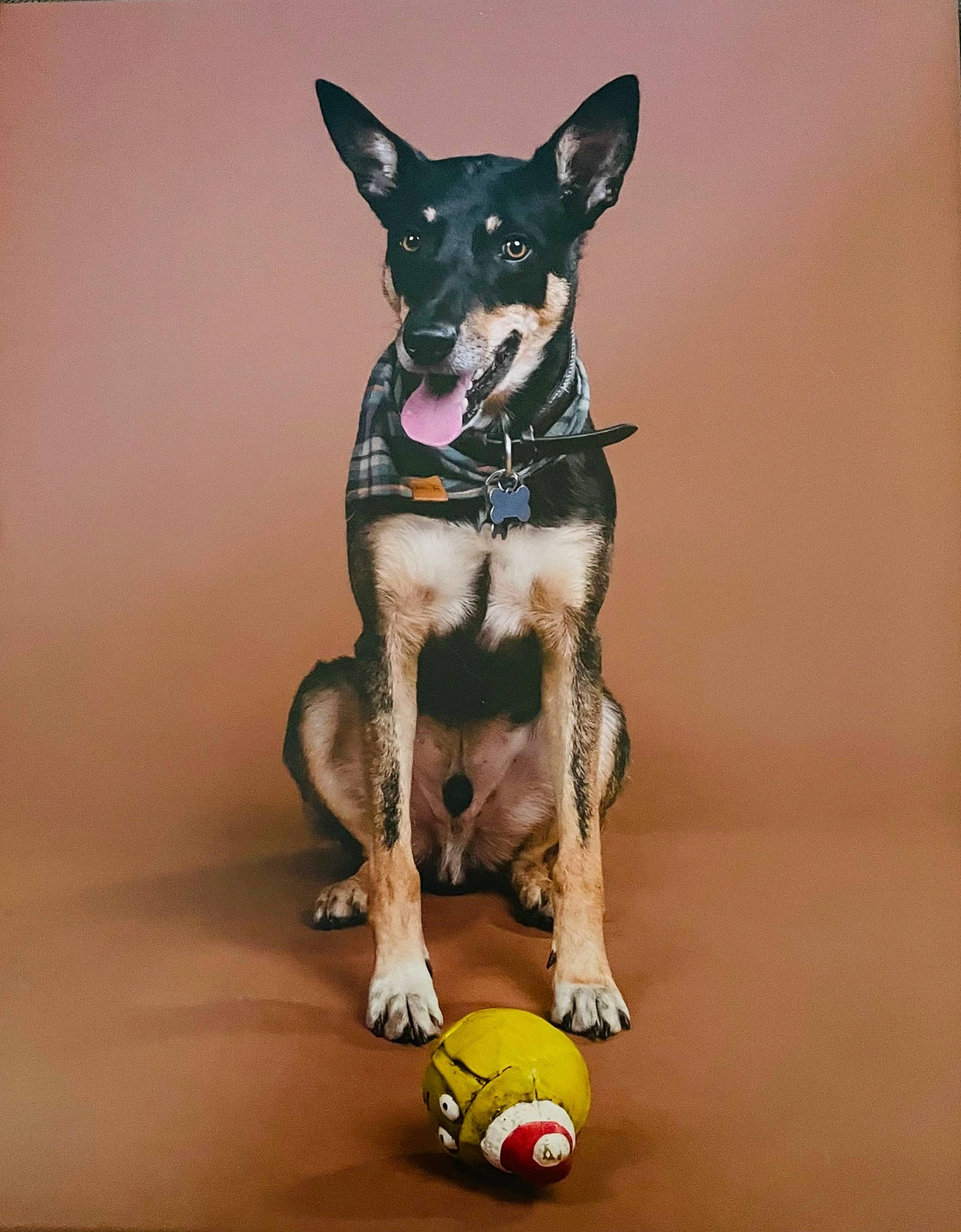 Oakley joined the competition — help win amazing prizes! ball, canidae, carnivore, collar, companion_dog, dog, dog_breed, dog_collar, dog_supply, fawn, fur, guard_dog, pet_supply, snout, sporting_group, sports_equipment, tennis_ball, toy_dog, working_animal, working_dog