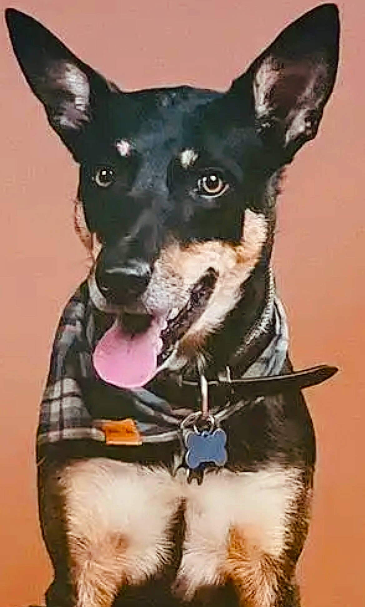 Oakley is registered to the contest to win money with this photo: ancient_dog_breeds, canidae, carnivore, collar, companion_dog, dog, dog_breed, dog_collar, dog_supply, fawn, fur, non_sporting_group, pattern, pet_supply, snout, sporting_group, toy_dog, whiskers, working_animal, working_dog
