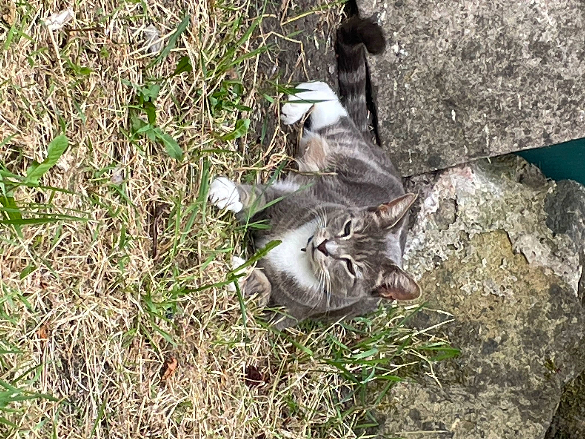 Smokie is registered to the contest to win money with this photo: _geese_and_swans, beak, bird, duck, ducks, felidae, grass, groundcover, plant, soil, tail, terrestrial_animal, trunk, water_bird, waterfowl, wildlife