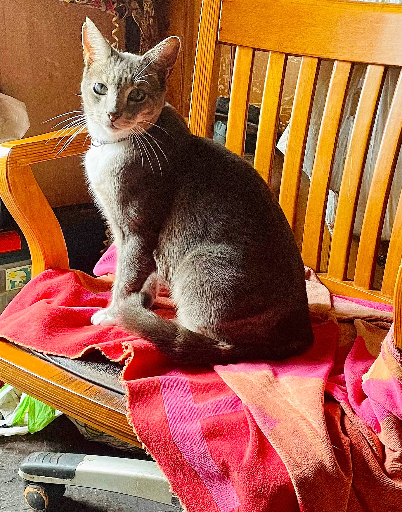 Smokie joined the competition — help win amazing prizes! carnivore, cat, cat_supply, chair, claw, comfort, domestic_short_haired_cat, fawn, felidae, fur, lap, magenta, paw, pet_supply, rex_cat, sitting, small_to_medium_sized_cats, snout, tail, whiskers