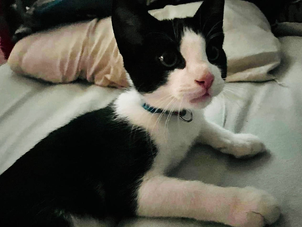 Blue joined the competition — help win amazing prizes! carnivore, cat, claw, comfort, domestic_short_haired_cat, eye, felidae, fur, linens, paw, small_to_medium_sized_cats, snout, tail, terrestrial_animal, whiskers