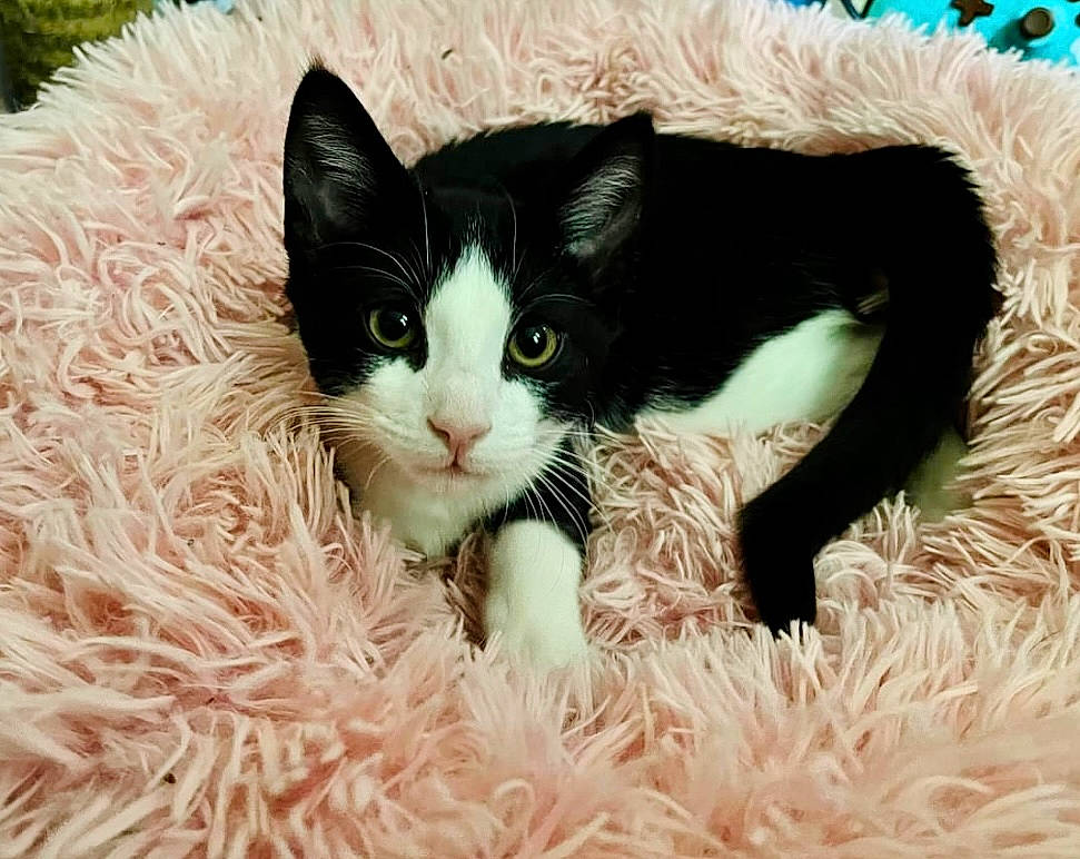 Blue joined the competition — help win amazing prizes! carnivore, cat, domestic_short_haired_cat, eye, felidae, foot, fur, grass, iris, natural_material, plant, small_to_medium_sized_cats, snout, tail, terrestrial_animal, tree, whiskers