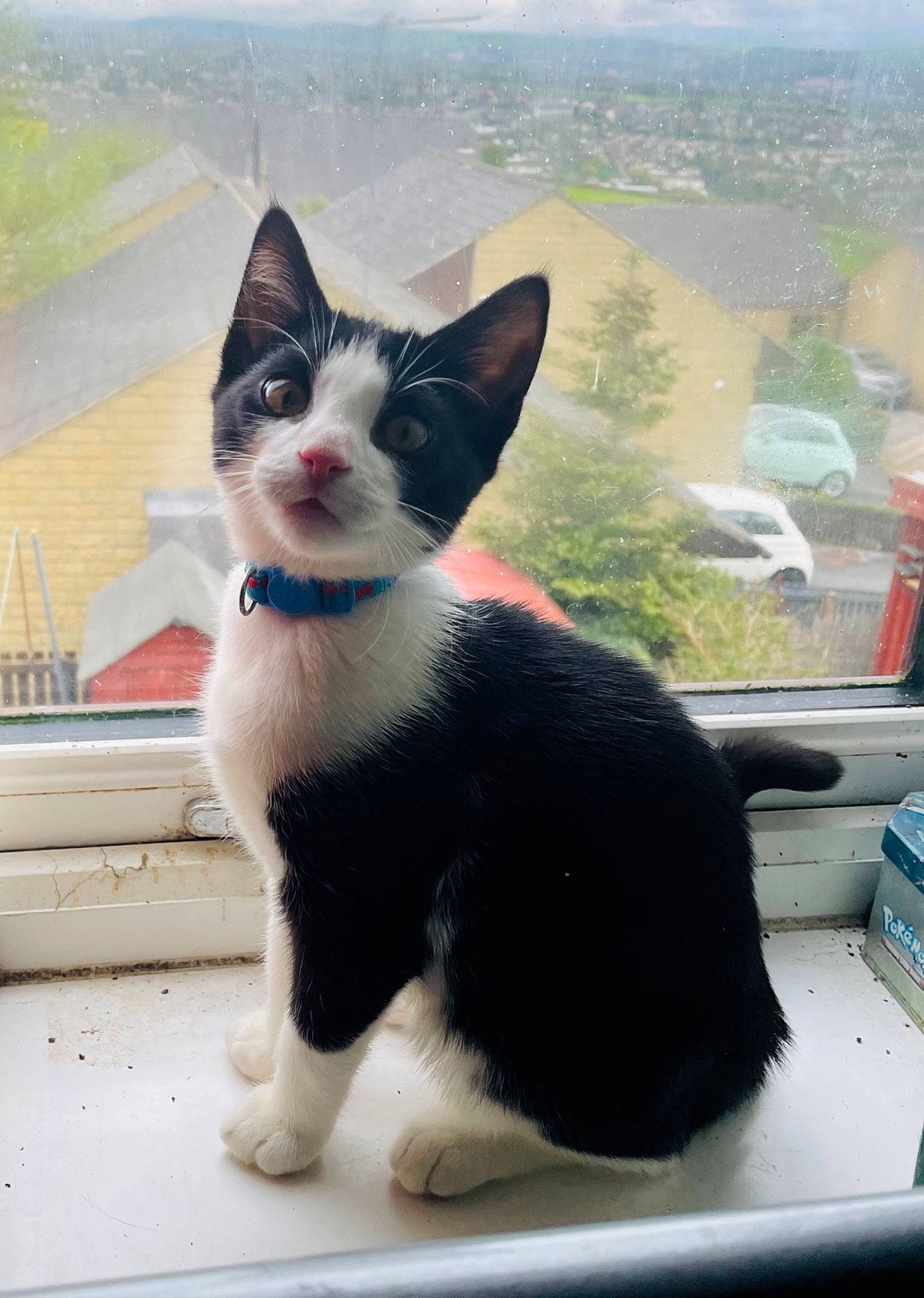 Blue is registered to the contest to win money with this photo: carnivore, cat, domestic_short_haired_cat, felidae, formal_wear, fur, grass, grey, mammal, plant, sitting, sky, small_to_medium_sized_cats, snout, tail, tree, vertebrate, whiskers, window, windshield