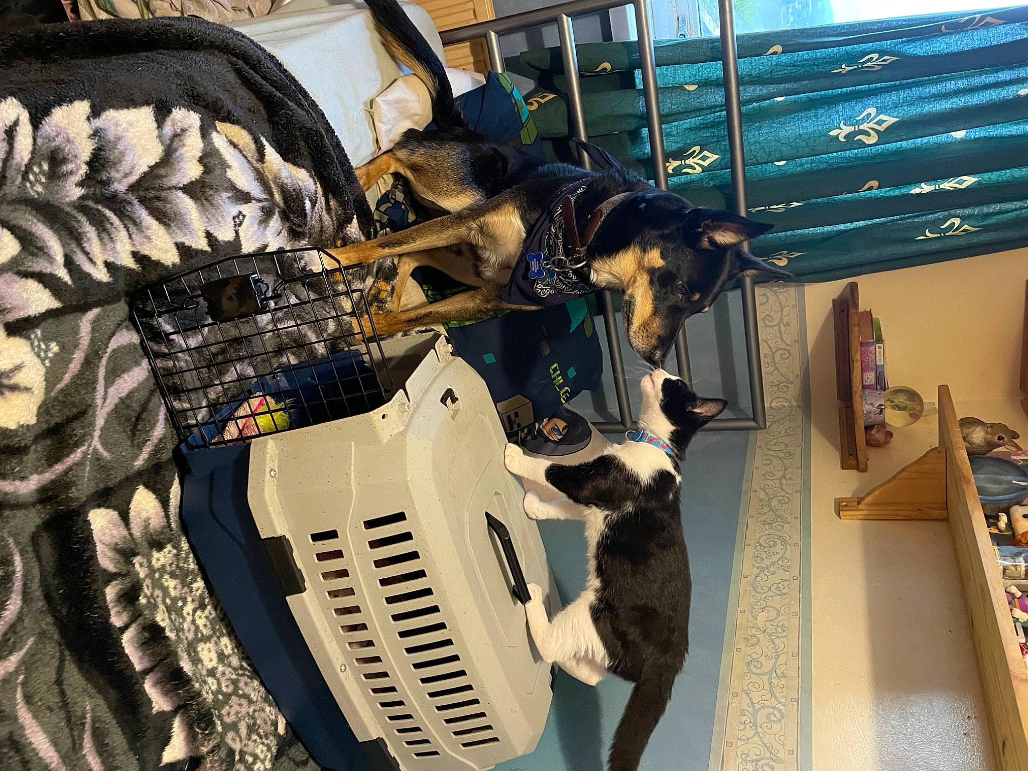 Blue joined the competition — help win amazing prizes! art, auto_part, automotive_design, automotive_exterior, automotive_tire, automotive_wheel_system, bumper, carnivore, dog, dog_breed, machine, metal, motor_vehicle, pattern, personal_protective_equipment, rim, tire, tread, vertebrate, wheel