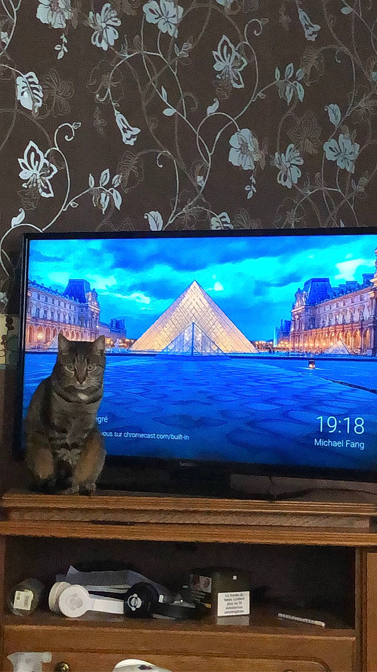 Nilo participe au concours pour gagner de l'argent avec cette photo : azure, blue, building, carnivore, cat, display_device, electric_blue, electronic_device, felidae, flat_panel_display, house, plant, rectangle, sky, small_to_medium_sized_cats, technology, television_set, tree, water, wood