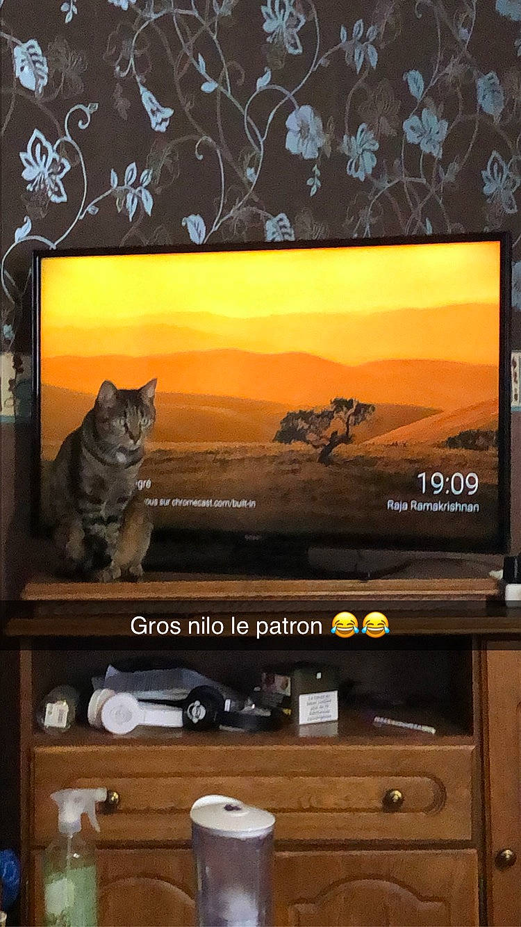 Nilo a rejoint le concours — aidez-le/la à gagner de superbes lots ! carnivore, cat, computer_monitor_accessory, design, display_device, felidae, flat_panel_display, font, hardwood, landscape, natural_landscape, room, shelf, shelving, sky, small_to_medium_sized_cats, television, television_set, whiskers, wood