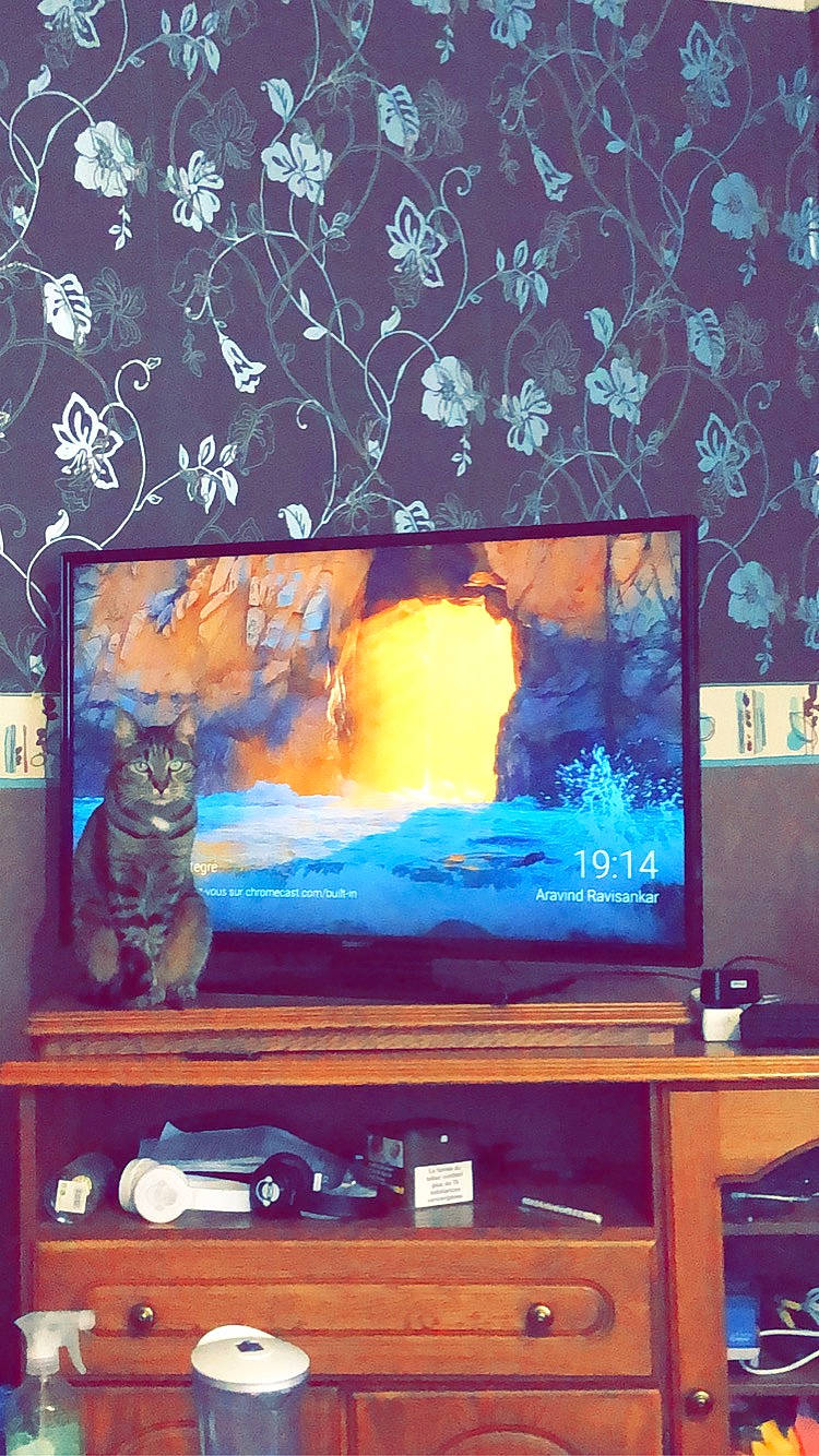 Nilo participe au concours pour gagner de l'argent avec cette photo : art, blue, carnivore, cat, display_device, electric_blue, entertainment_center, felidae, hardwood, interior_design, living_room, paint, purple, rectangle, room, tree, visual_arts, wall, whiskers, wood