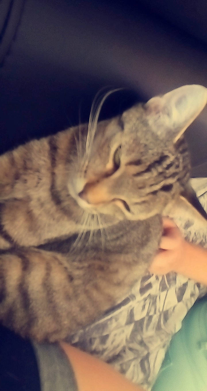 Nessy Nilo Biscotte a rejoint le concours — aidez-le/la à gagner de superbes lots ! american_shorthair, asian, bengal, california_spangled, carnivore, cat, domestic_short_haired_cat, dragon_li, ear, egyptian_mau, european_shorthair, eye, felidae, fur, kitten, ocicat, pixie_bob, small_to_medium_sized_cats, tabby_cat, whiskers