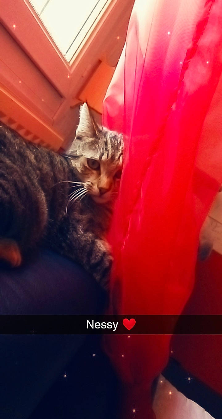 Nessy Nilo Biscotte a rejoint le concours — aidez-le/la à gagner de superbes lots ! asian, carnivore, cat, domestic_short_haired_cat, european_shorthair, felidae, fur, kitten, photo_caption, photography, pixie_bob, small_to_medium_sized_cats, tabby_cat, tail, whiskers