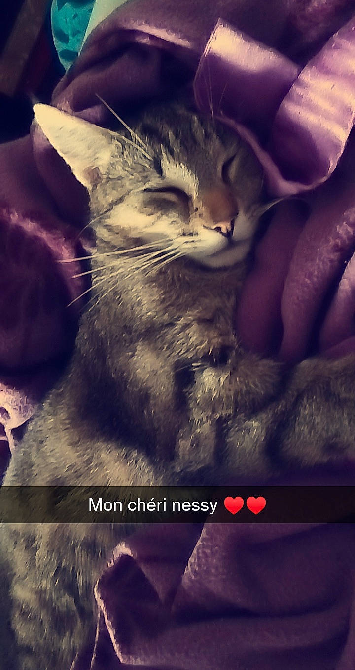 Nessy Nilo Biscotte a rejoint le concours — aidez-le/la à gagner de superbes lots ! asian, california_spangled, carnivore, cat, domestic_short_haired_cat, egyptian_mau, european_shorthair, felidae, kitten, photo_caption, photography, pixie_bob, sky, small_to_medium_sized_cats, snout, tabby_cat, whiskers