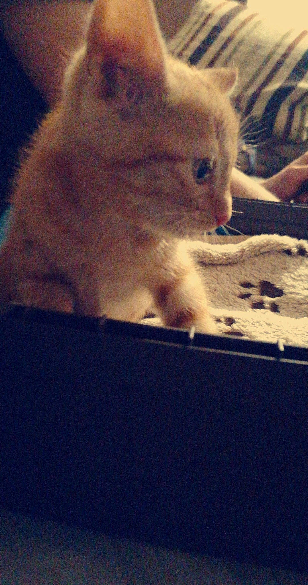 Kanelle a rejoint le concours — aidez-le/la à gagner de superbes lots ! carnivore, cat, eye, fawn, felidae, fur, kitten, mammal, small_to_medium_sized_cats, whiskers