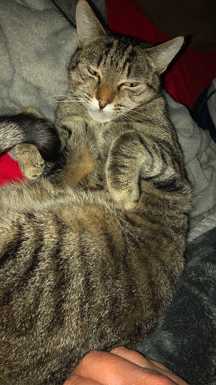 Nessy a rejoint le concours — aidez-le/la à gagner de superbes lots ! art, carnivore, cat, claw, comfort, domestic_short_haired_cat, fawn, felidae, fur, nap, paw, sitting, sleep, small_to_medium_sized_cats, snout, tail, terrestrial_animal, whiskers, wildlife