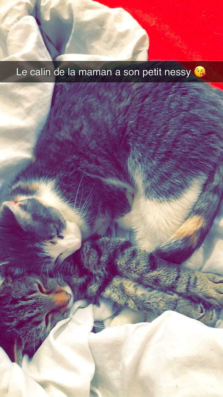 Nessy a rejoint le concours — aidez-le/la à gagner de superbes lots ! art, carnivore, cat, comfort, domestic_short_haired_cat, felidae, font, fur, gesture, grass, organism, paw, photo_caption, plant, screenshot, small_to_medium_sized_cats, snout, square, tail, whiskers