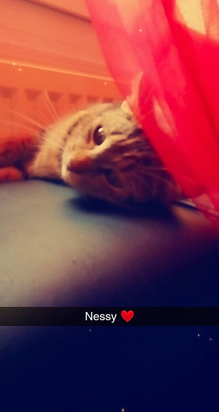 Nessy a rejoint le concours — aidez-le/la à gagner de superbes lots ! american_shorthair, bengal, cat, european_shorthair, felidae, fur, kitten, photo_caption, photography, sky, small_to_medium_sized_cats, squirrel, whiskers