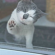 Bella joined the competition — help win amazing prizes! cat, paw, window, screen, mesh, curious, pet, feline, whiskers, closeup, gray, white, animal, cute, indoor, blurred_background, domestic, face, ears, soft_focus