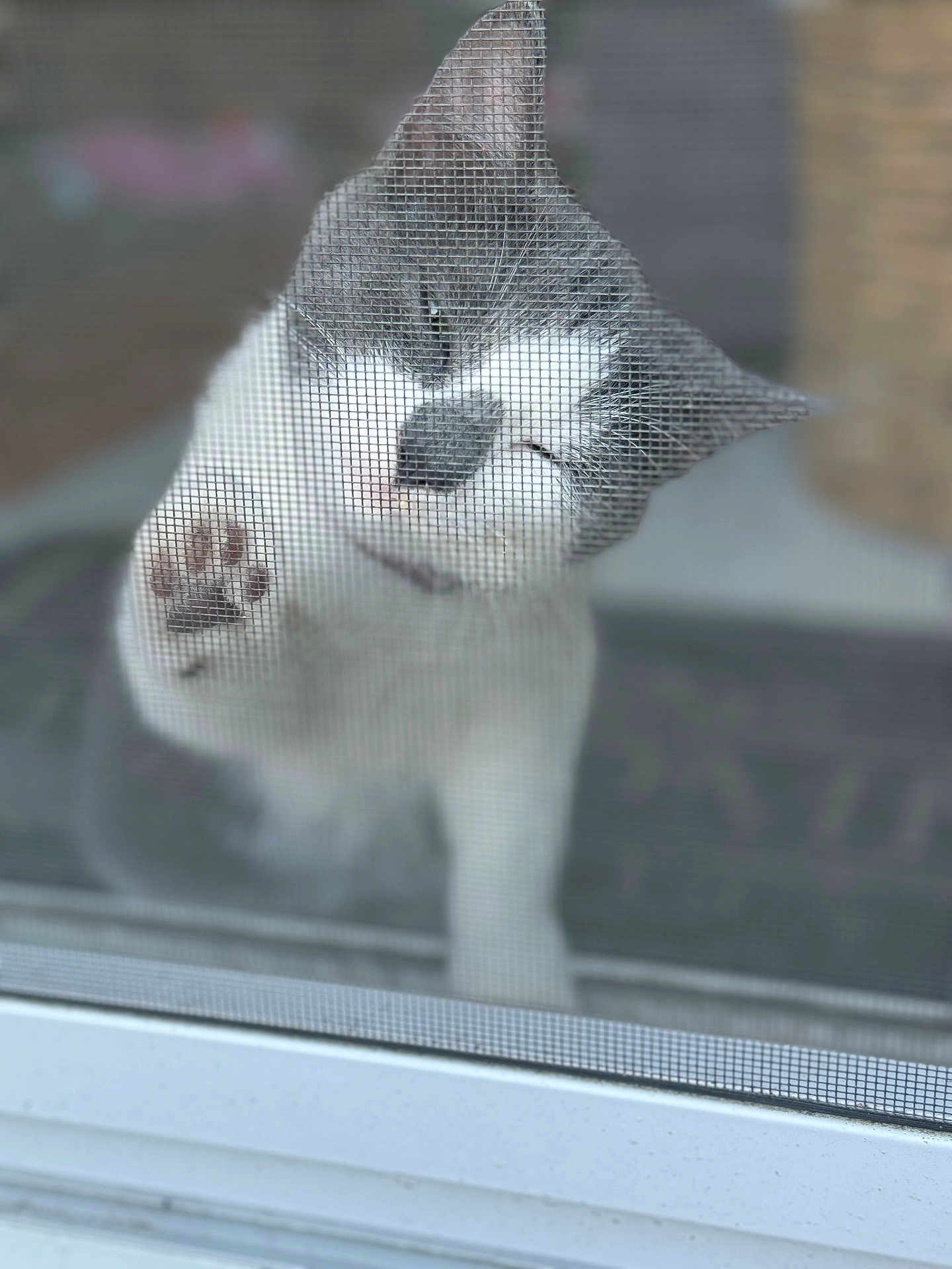 Bella joined the competition — help win amazing prizes! cat, paw, window, screen, mesh, curious, pet, feline, whiskers, closeup, gray, white, animal, cute, indoor, blurred_background, domestic, face, ears, soft_focus
