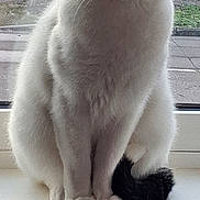 Snowf joined the competition — help win amazing prizes! animal, black_markings, calm, cat, closeup, domestic_cat, ears, fence, fur, looking_at_camera, outdoor, pavement, pet, serious, sitting, tail, whiskers, white_cat, window, windowsill