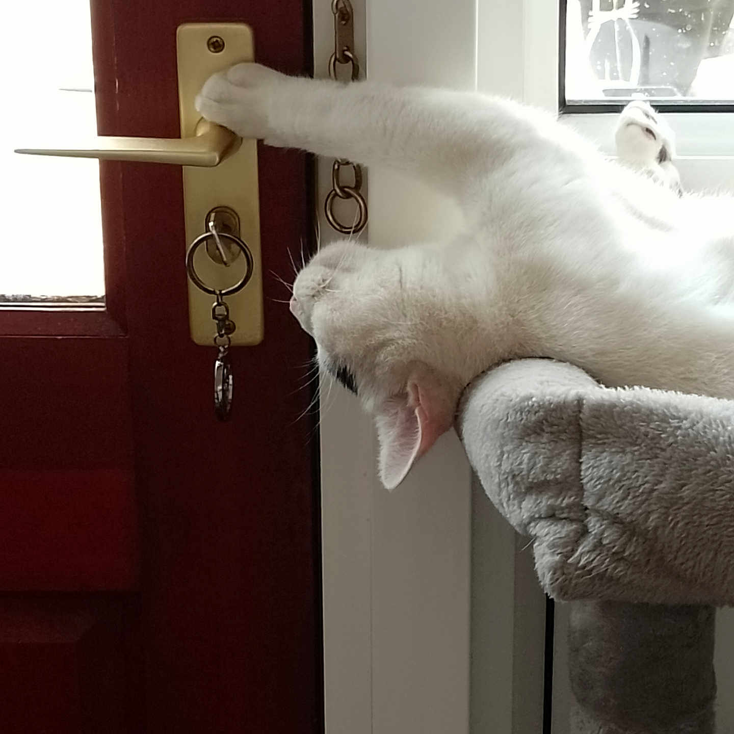 Snowf joined the competition — help win amazing prizes! animal, cat, cat_tree, chain, cozy, door, door_handle, feline, fur, household, indoor, keychain, paw, pet, relaxed, sleepy, soft, stretching, white_cat, window
