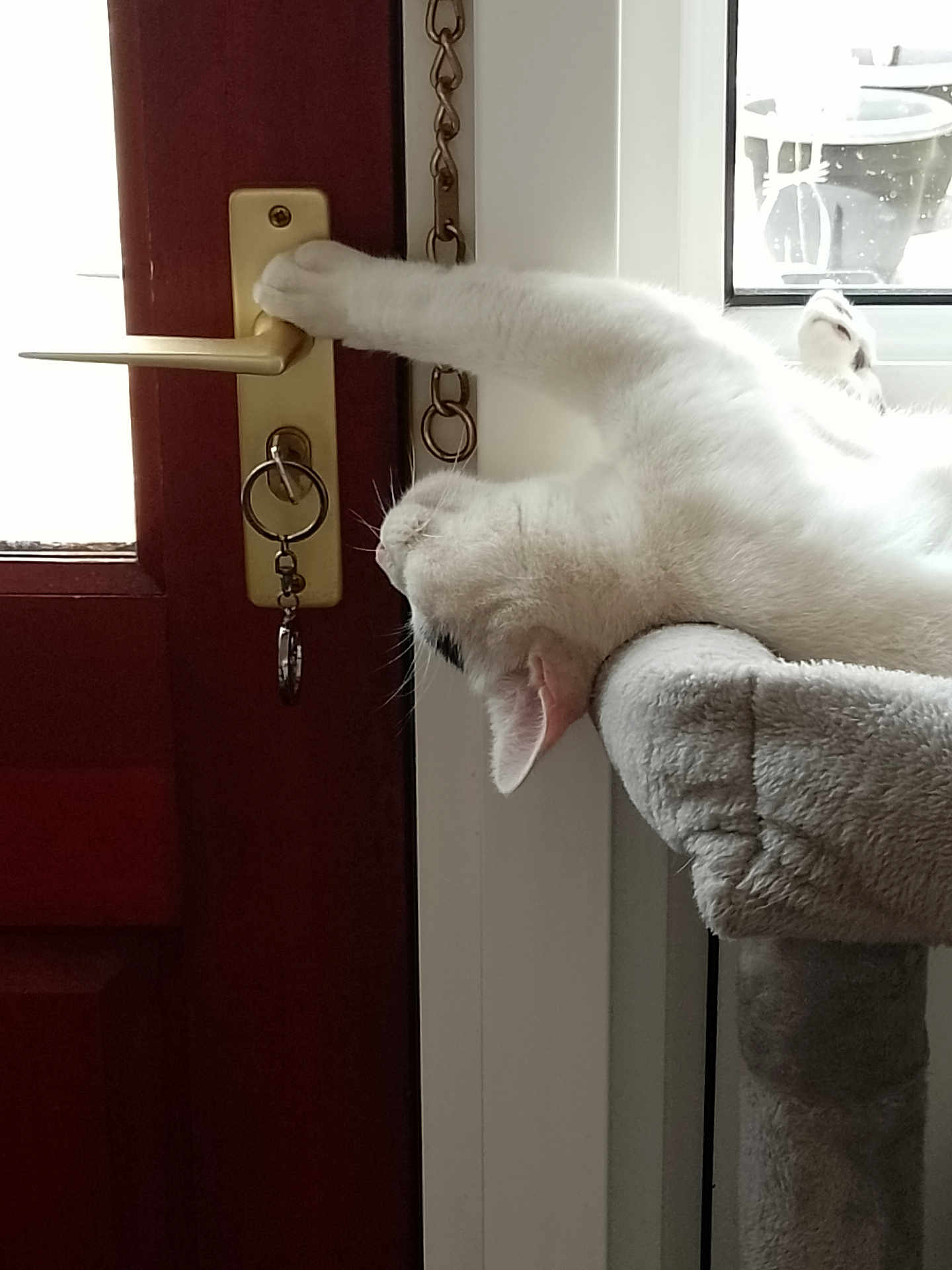 Snowf joined the competition — help win amazing prizes! cat, white_cat, stretching, door_handle, door, keychain, cat_tree, indoor, relaxed, paw, feline, window, chain, soft, pet, animal, sleepy, cozy, fur, household
