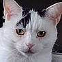 cat, white_cat, black_markings, close_up, pet, feline, yellow_eyes, animal, whiskers, ears, face, cute, domestic_cat, indoor, fur, looking, alert, portrait, mammal, nose