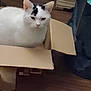 animal, black_patch, box, cardboard_box, cat, cute, domestic_cat, ears, feline, floor, fur, household, indoor, looking, pet, relaxed, sitting, whiskers, white_cat, wooden_floor