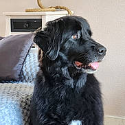 Zoé participe au concours pour gagner de l'argent avec cette photo : dog, black_dog, pet, indoor, furniture, blanket, pillow, table, rope_decoration, tongue_out, looking_sideways, fur, cozy, home_decor, mammal, companion_animal, cute, domestic_animal, resting, portrait