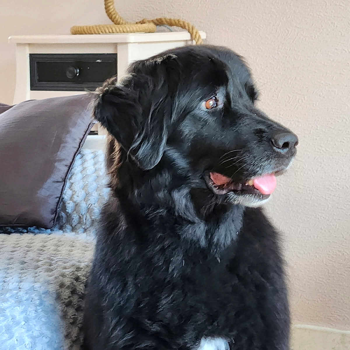 Zoé participe au concours pour gagner de l'argent avec cette photo : dog, black_dog, pet, indoor, furniture, blanket, pillow, table, rope_decoration, tongue_out, looking_sideways, fur, cozy, home_decor, mammal, companion_animal, cute, domestic_animal, resting, portrait