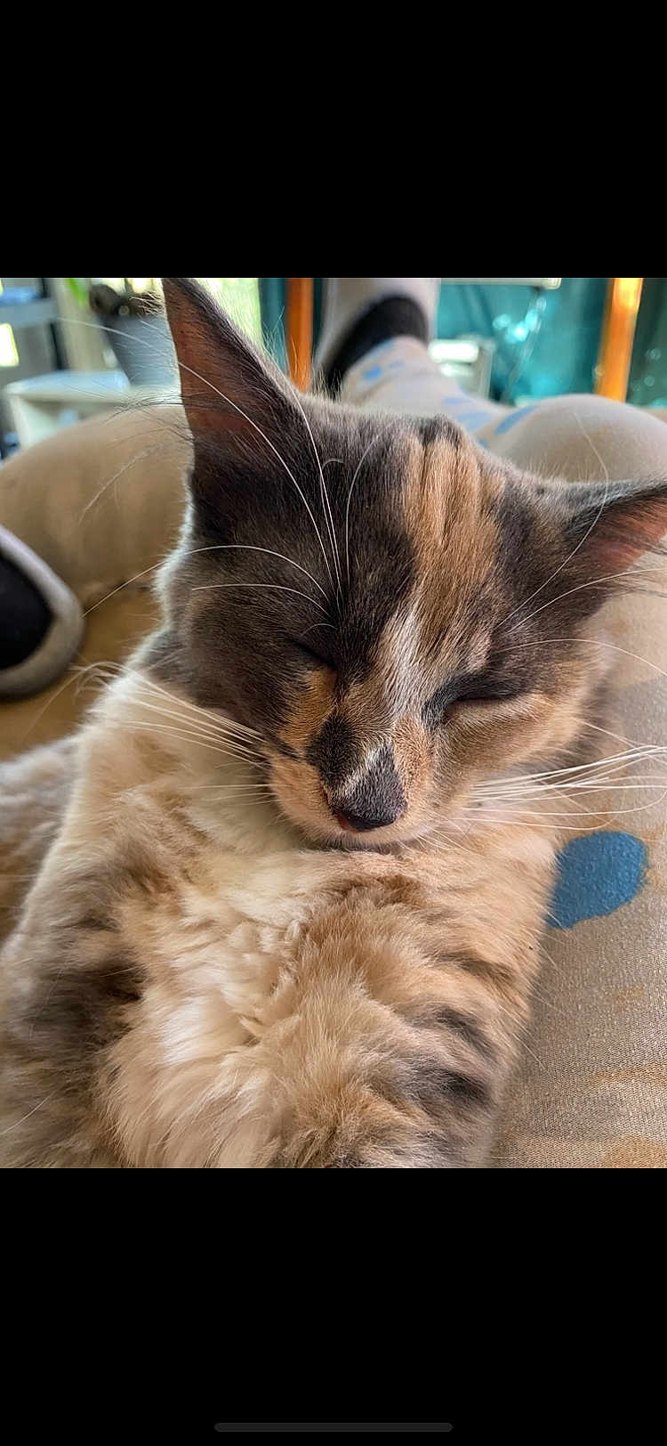 Doodle Bug is registered to the contest to win money with this photo: cat, sleeping, close_up, fluffy, fur, pet, animal, resting, cozy, lap, indoor, cute, whiskers, calm, relaxed, domestic_cat, mammal, feline, soft, comfort