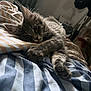 Aristide participe au concours pour gagner de l'argent avec cette photo : kitten, cat, bed, striped_bedspread, paws, furry, sleepy, cute, indoor, cozy, teddy_bear, stuffed_animal, red_bow, soft_light, feline, pets, relaxing, animal, resting, closeup