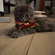 Aristide participe au concours pour gagner de l'argent avec cette photo : cat, kitten, bow_tie, rainbow, indoor, floor, wooden_floor, furniture, pet_toy, gray_cat, fluffy, animal, cute, pet, laying_down, close_up, domestic_cat, whiskers, ears, playful